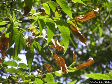 Symptoms of pecan bacterial leaf scorch in pecan. 
